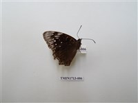 藏品(流星蛺蝶)的圖片